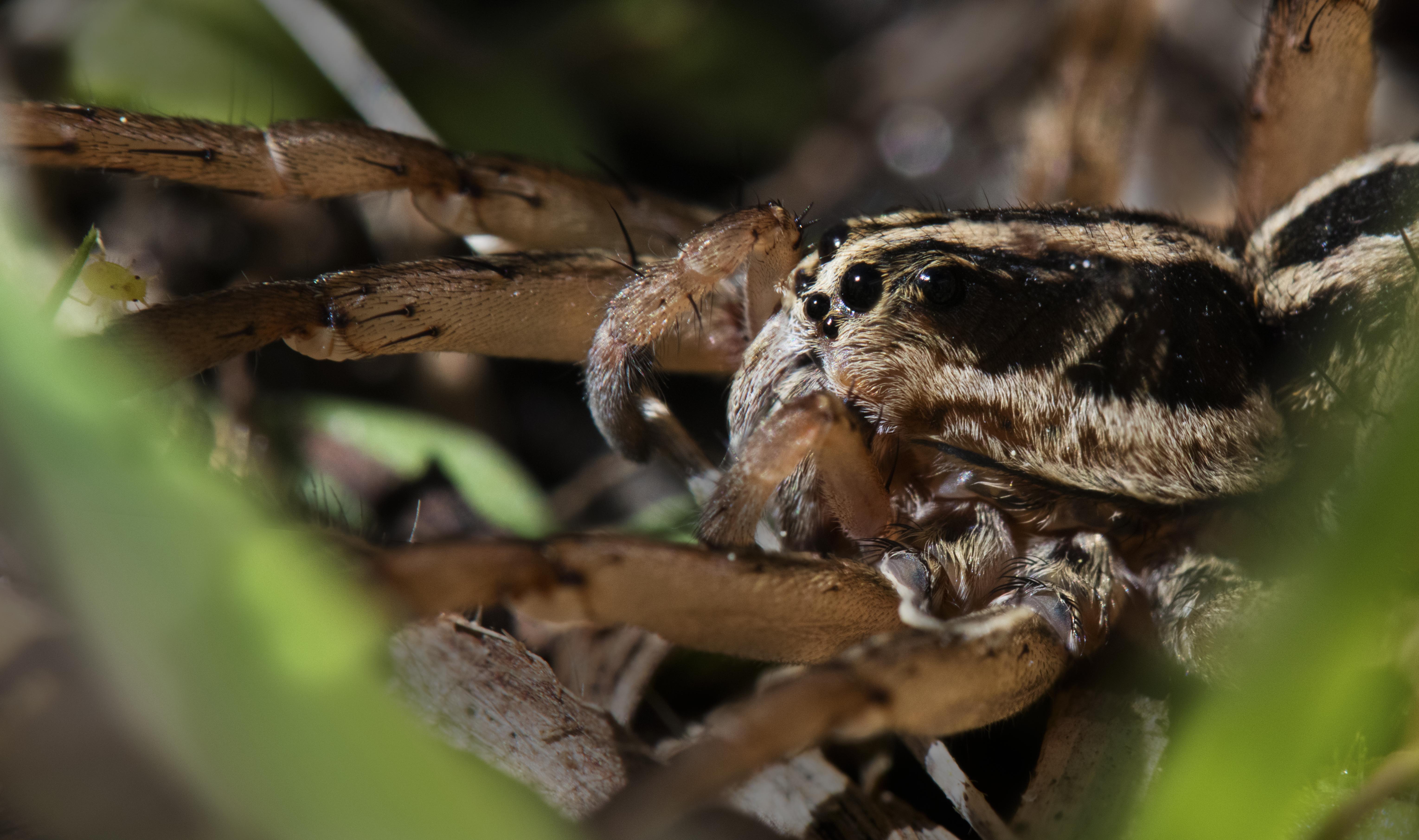 Wolf Spider On The Hunt 